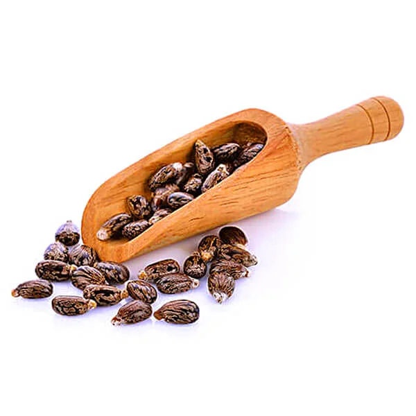 Castor Seeds